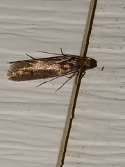 Chionodes mediofuscella