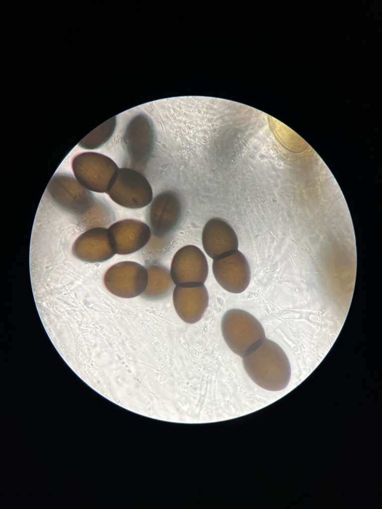 Delitschia tomentosa