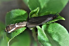 Allanwatsonia hodeva