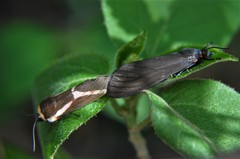 Allanwatsonia hodeva