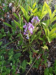 Oxytropis borealis