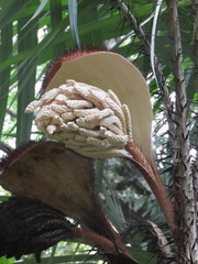 Astrocaryum mexicanum