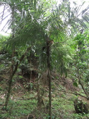 Astrocaryum mexicanum