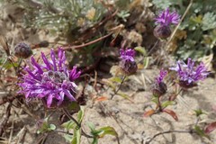 Monardella sinuata nigrescens