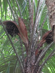 Astrocaryum mexicanum