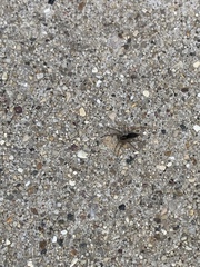 Agelenopsis