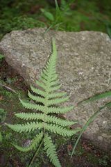 Phegopteris