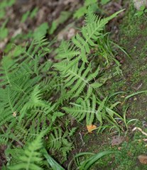 Phegopteris
