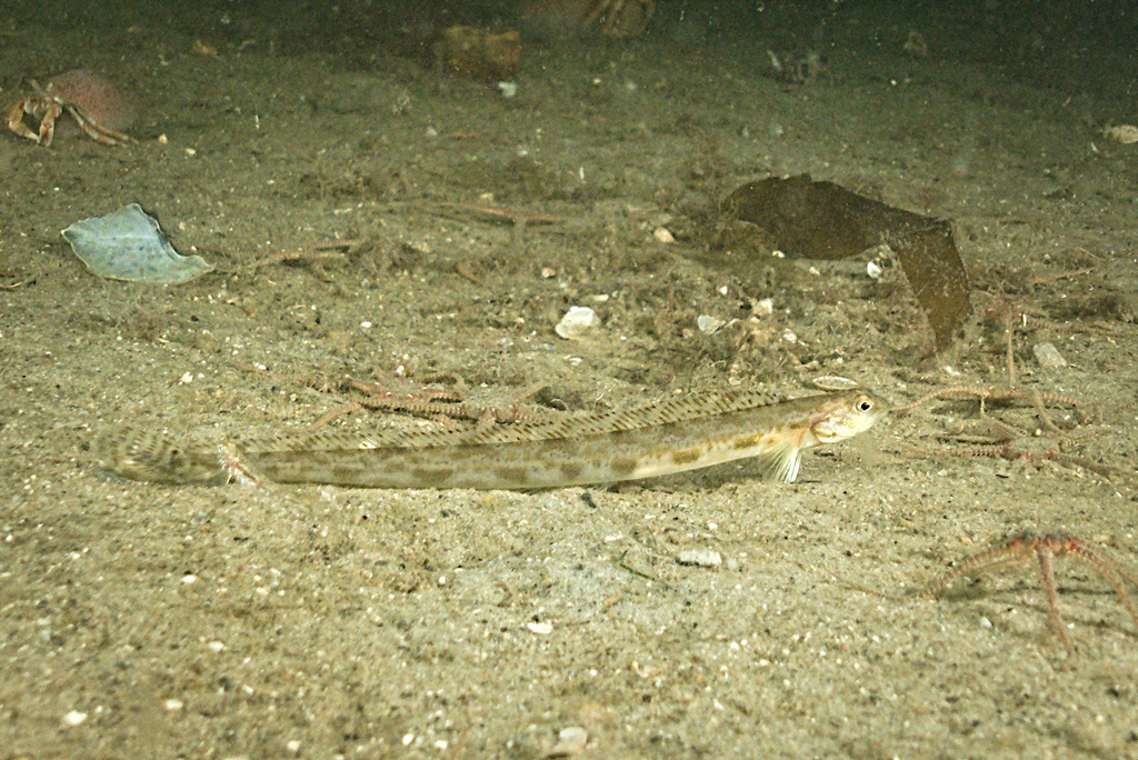 Snake Blenny (Lumpenus lampretaeformis)
