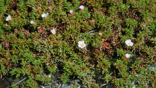Image of Frankenia laevis by no rights reserved
