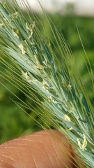 Elymus canadensis