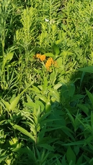 Asclepias tuberosa