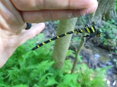 Cordulegaster erronea