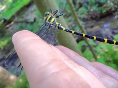 Cordulegaster erronea