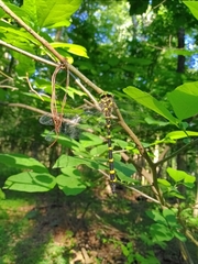 Cordulegaster erronea