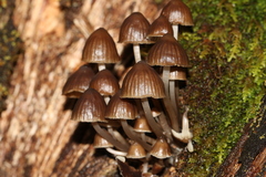 Mycena mulawaestris