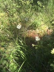 Triantha occidentalis