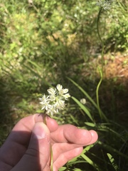 Triantha occidentalis