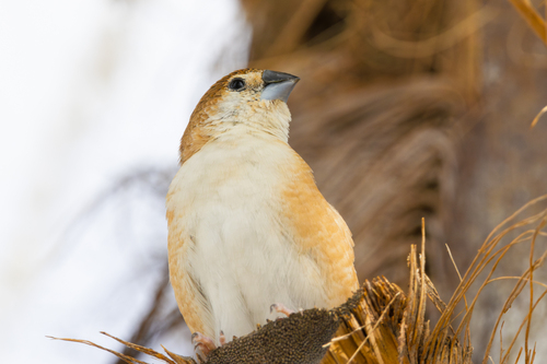 Indian Silverbill, Arenas, Nice, France, photo 8 of 10