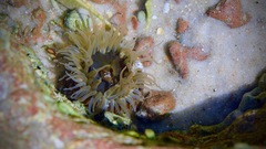 Bunodosoma cavernatum