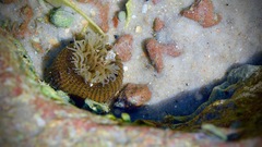 Bunodosoma cavernatum