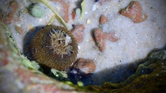 Bunodosoma cavernatum