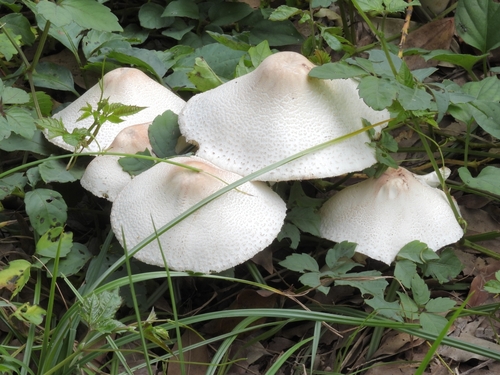 Agaricaceae