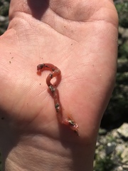 Glyceridae