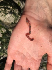 Glyceridae