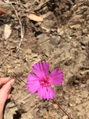 Clarkia gracilis