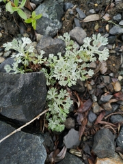 Artemisia alaskana