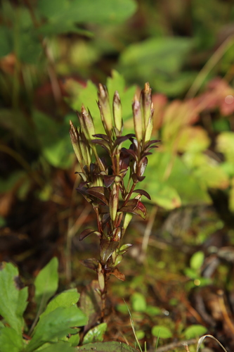 Gentianopsis contorta iNat (1)