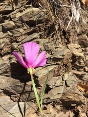 Clarkia gracilis