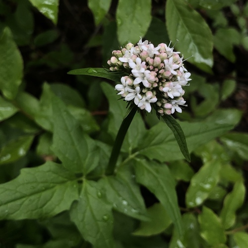 Valeriana sitchensis ssp. sitchensis