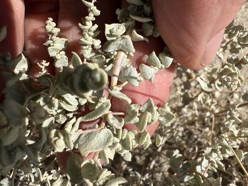 Image of Atriplex parryi by (c) Steve Matson, some rights reserved (CC BY)