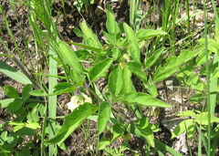 Physalis virginiana