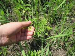 Physalis virginiana