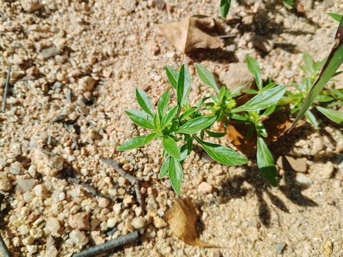 Mat amaranth (Amaranthus blitoides)