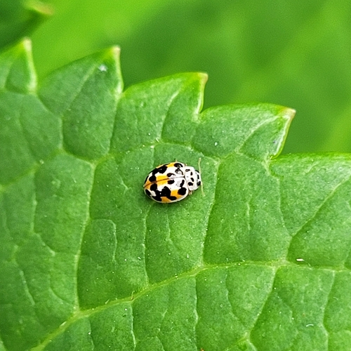 Twenty-spotted Lady Beetle photographed in Missouri