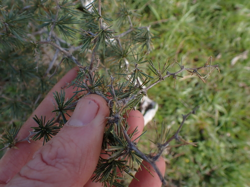 Image of Asparagus exuvialis by (c) Eugene Hahndiek, some rights reserved (CC BY-SA)