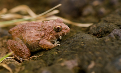 Malabar Wart Frog photo 1
