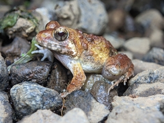 Malabar Wart Frog photo 2