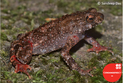 Beddome's Toad photo 3