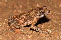 Beddome's Toad photo 4