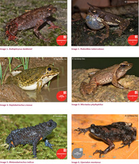 Beddome's Toad photo 5