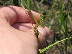 Carex crawei