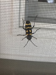 Calloides nobilis