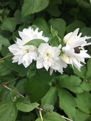Deutzia