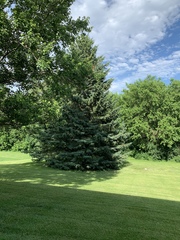 Picea