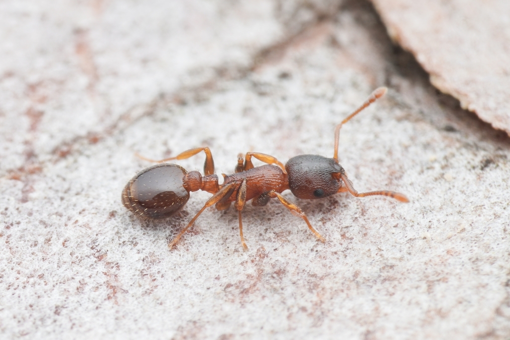 Temnothorax corticalis